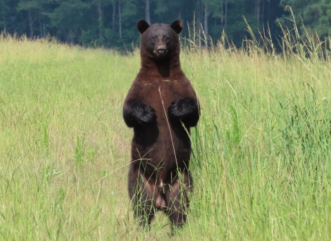 Black bear standing tall on hind feet in a field of green grass
