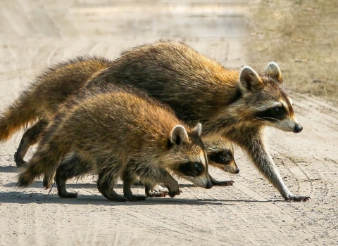 A family of raccoons walk across a dirt road