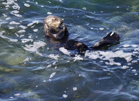 A sea otter floating on its back in the water