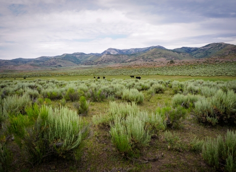 verdant sagebrush landscape with mountains in the background