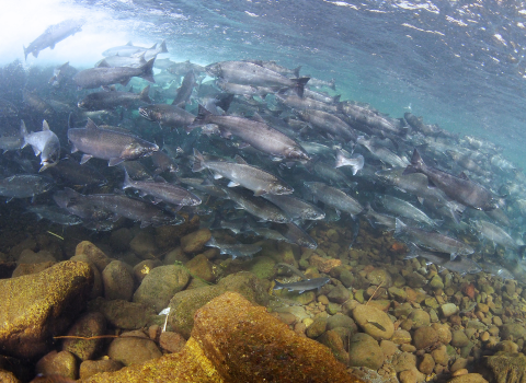Underwater view of a large group of salmon above a rocky ground. 