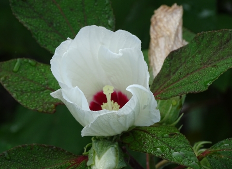 One white cup-shaped flower with crimson base sounded by green leaves