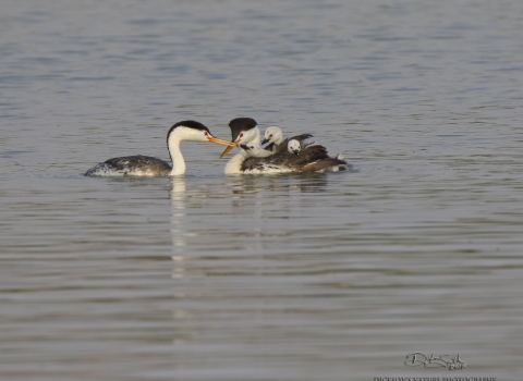 Black and White Birds floating on the water. One on the left has baby birds on it's back.