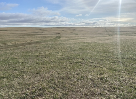 short prairie grass with soft blue skies