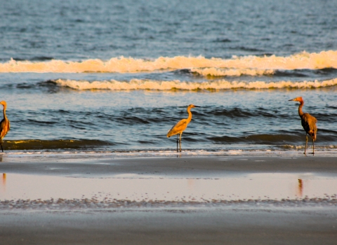 Reddish egret and juveniles on the shoreline