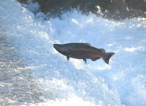 A large salmon with a red underbelly soars over the whites of rapid waters.