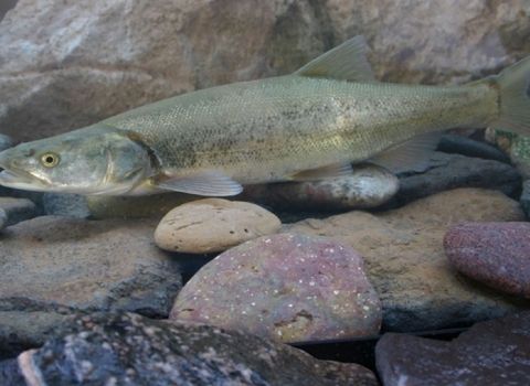A Colorado pikeminnow swimming above rocks at the bottom of a river
