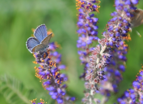 Karner blue butterfly male on leadplant