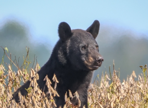 Black bear sitting in a field of dried, brown plants