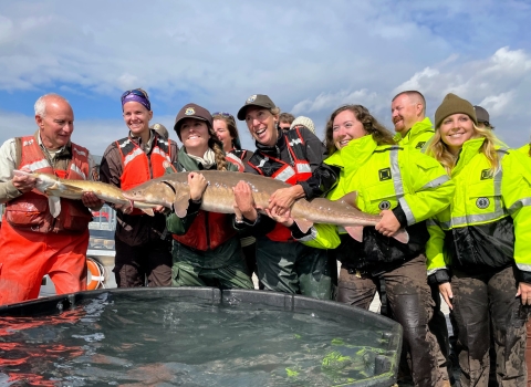 A group of people hold a large fish over a tank of water.