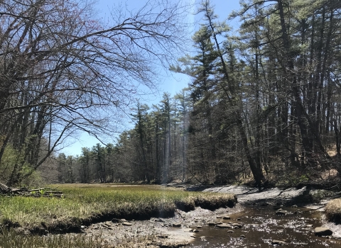 a stream flows through a patch of green grass between stands of forest