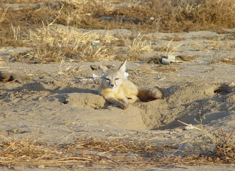 a kit fox lays outside its burrow. The burrow is a hole in the dusty ground. 