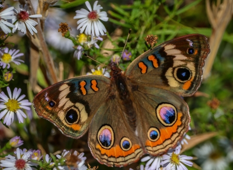 Brown 2 1/2 inch butterfly with bright colored defensive colored 'eyes' on the top of the wings