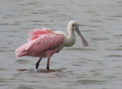 Large wading pink and white bird in shallow grey water, long spoon-shaped bill