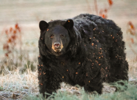 Large black bear walking on all fours through a green field. Extra furry coat is dotted with parts of brown weeds though which he had been walking.