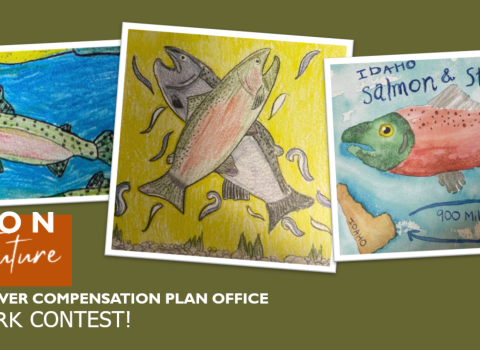 A photo collage of three drawings of salmon with the text "Salmon for the future, Lower Snake River Compensation Plan Office K-12 Artwork Contest!