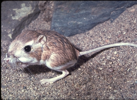 brown and white mammal with large eyes and long tail sits on rock