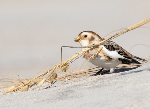 Small white brown and black bunting holding tan stalk of sea oats while standing ion sand .
