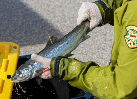 A pair of gloved hands hold a live Atlantic salmon