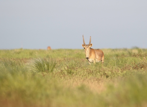 An adult male saiga antelope standing in a grassy area.