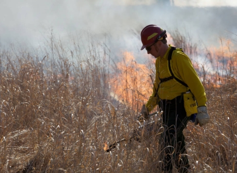 person wearing yellow shirt and red hard hat walking through grass with drip torch and fire behind them