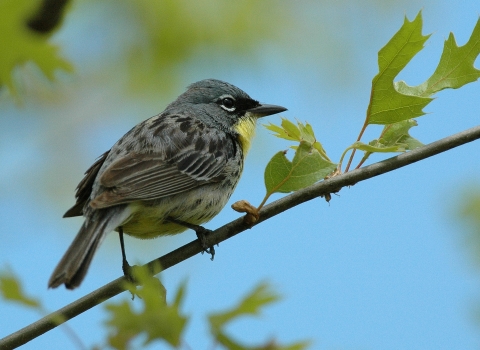 Kirtland’s warbler, a small songbird colored grey and yellow, rests on a tree branch against a clear blue sky. 