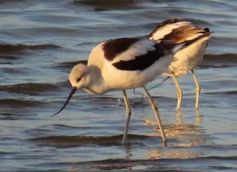 2 long-legged, black & white wading American Avocets with long-up-curved bill