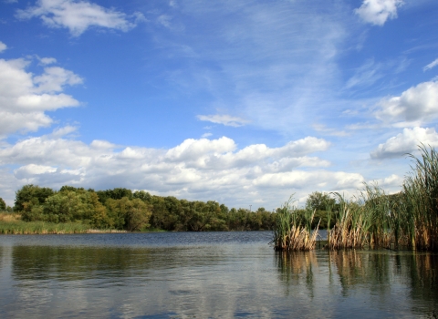 wetland with blue sky and white clouds