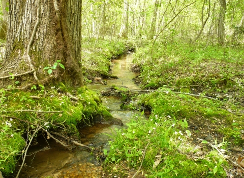 a small stream flows through a lush and wooded area