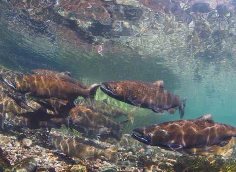 3 Adult Chinook Salmon swim, more in back