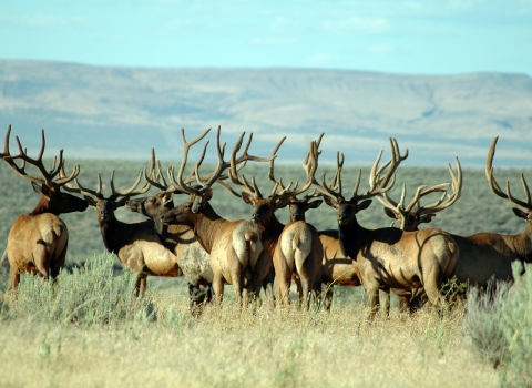 Hanford Reach National Monument Elk