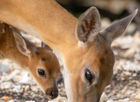 Key Deer doe grazes with newborn fawn.