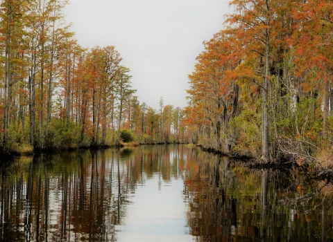 waterway lined with cypress trees with brown/orange needles