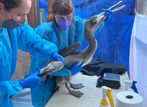 A brown pelican is being treated in a care facility
