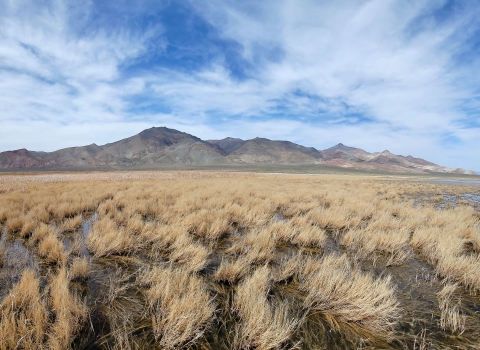An image of wetlands with patches of dry grass under a blue, partly cloudy sky with desert mountains in the background.