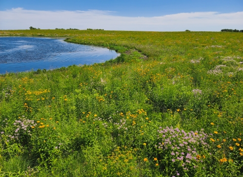 Blue sky with an abundance of wildflowers growing along the water.