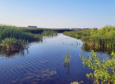 Green grasses growing along a wetland