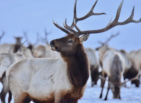 Large bull elk with several others at the National Elk Refuge in Wyoming
