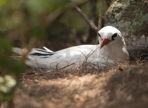 Red-tailed tropicbirds can be found in Hawai‘i during the breeding season February through October.