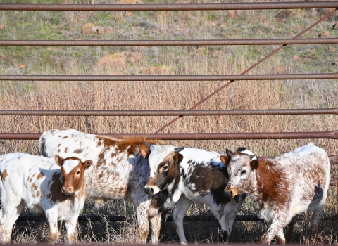 Longhorn calves in pen