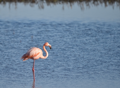 An American flamingo stands alone in a shallow body of water.
