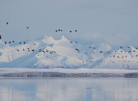 Black geese fly in a flock over water with snow covered mountains in the background