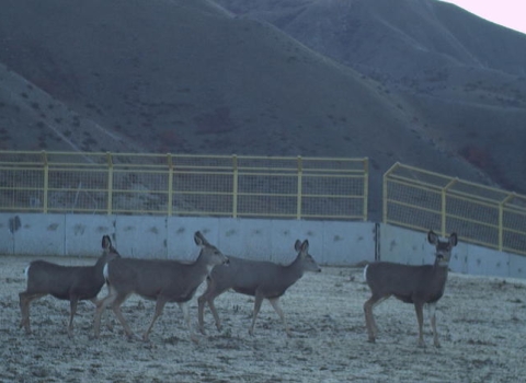 Five deer use wildlife overpass to cross highway 21 in Idaho. 