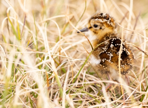 A shorebird chick walks through the grassy tundra
