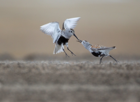 Two birds with black belly and ling bills chase each other on foot in a courtship display