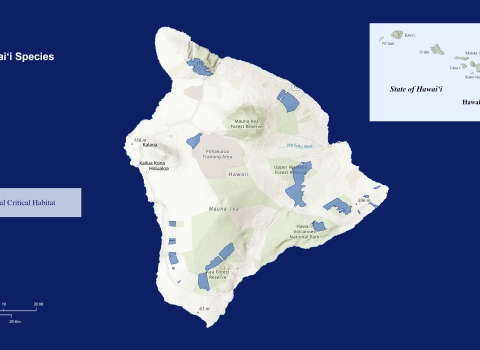 A map of Hawaiʻi Island showing the designated critical habitat for 12 species. Final critical habitat is outlined in blue. 