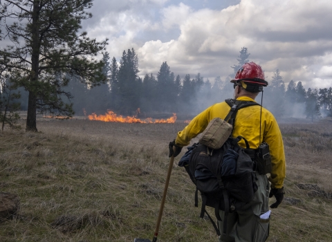 A firefighter watches a prescribed burn.