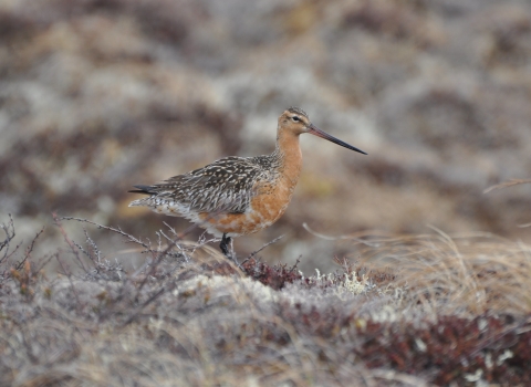 A orange bodied bird with a long, slightly upturned bill walks in the grassy tundra