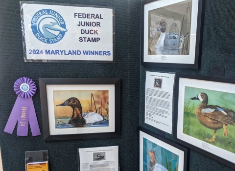 Photograph of a dark green wall displaying four of the winning pieces of artwork, with a large purple ribbon displayed by the best of show winning painting of a canvasback duck. The title Federal Junior Duck Stamp, 2024 Maryland Winners is displayed at the top.