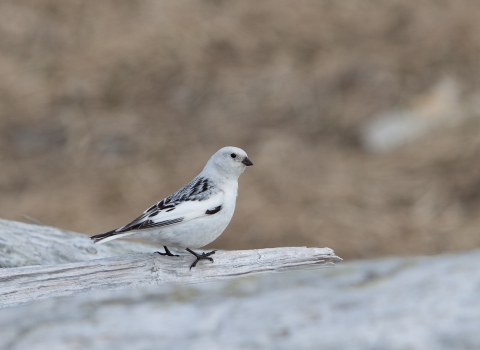 A white and black songbird perches on driftwood